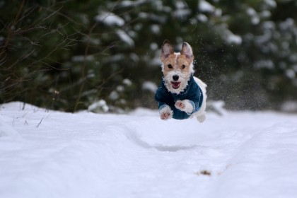 Rozwiązanie konkursu “Pies na urlopie zimą!”