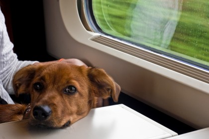 Bilet dla psa na przejazd INTERCITY online?!