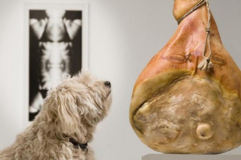 Pierwsza na świecie wystawa dla psów czyli sztuka dla.. czworonożnych :)