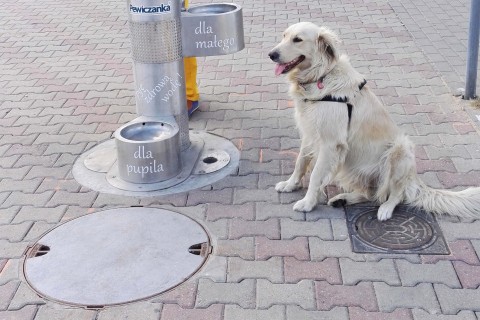 Kolejne kreatywne rozwiązanie dla psów żyjących w Koninie!