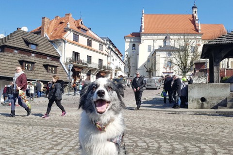 Weekend z psem w Kazimierzu Dolnym