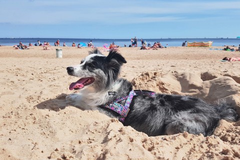 Pies na plaży się smaży – czy warto zabrać pupila nad morze?
