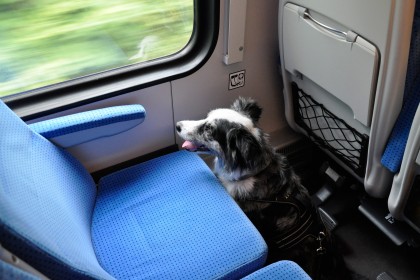 Dlaczego pies na siedzeniu w transporcie publicznym nie jest mile widziany?