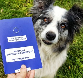 Zasady podróżowania z psem na terenie państw członkowskich Unii Europejskiej