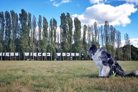 Na spacerze w Gdańsku – dzień na Westerplatte z psem
