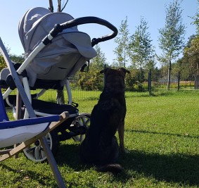 Pies testuje: Moje Miejsce Jura czyli rodzinny urlop z psem w Jurze Krakowsko-Częstochowskiej